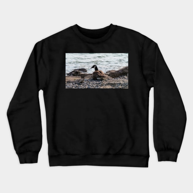 Canada Goose Resting On The Beach Crewneck Sweatshirt by BackyardBirder